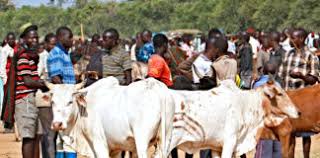 Ukwa people protest relocation of Cattle Market to Obehie download (12)